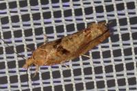 Epinotia solandriana