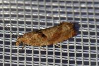 Epinotia solandriana