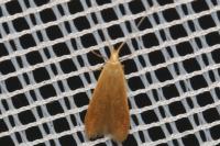 Coleophora