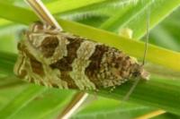 Celypha rivulana