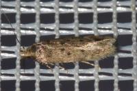Bryotropha