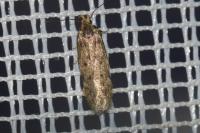 Bryotropha