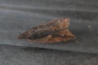 Acleris umbrana