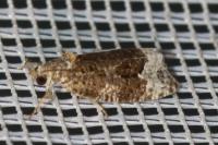 Apotomis capreana