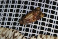 Ditula angustiorana