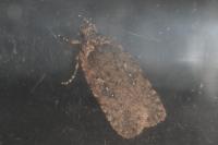Agonopterix ciliella/heracliana