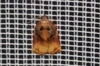 Archips podana