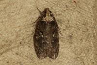 Agonopterix conterminella