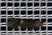 Oxypteryx atrella