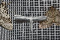 Pterophorus pentadactylus