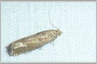Pelochrista caecimaculana