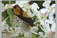 Pammene aurana