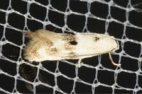 Elachista maculicerusella