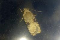 Agonopterix alstroemeriana