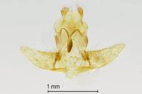 Agonopterix alstroemeriana