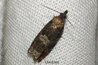 Ancylis achatana