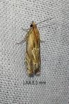 Eucosma cana