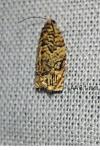 Gypsonoma minutana