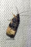 Metendothenia atropunctana