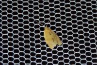 Clepsis consimilana