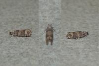 Clavigesta sylvestrana