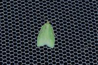 Tortrix viridana