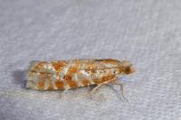 Rhyacionia pinicolana