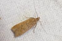 Helcystogramma lutatella