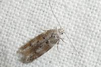 Exoteleia dodecella