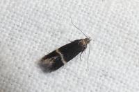 Aproaerema ochrofasciella