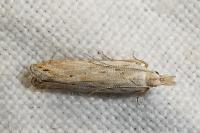 Anarsia bilbainella