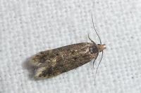 Bryotropha senectella