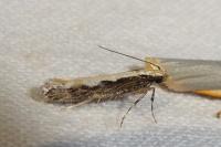 Gladiovalva rumicivorella
