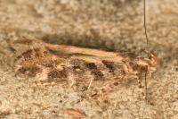 Aristotelia decoratella
