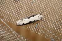 Ethmia bipunctella