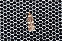 Oegoconia