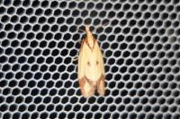 Agapeta zoegana