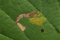 Stigmella tiliae