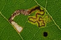 Stigmella tiliae