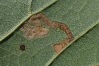 Stigmella tiliae