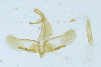 Oegoconia caradjai