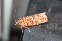 Lozotaeniodes formosana