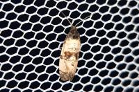 Cochylichroa atricapitana