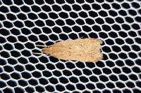 Helcystogramma lutatella