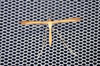 Stenoptilia