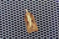 Acleris cristana
