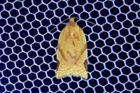 Paramesia gnomana