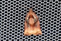 Archips podana