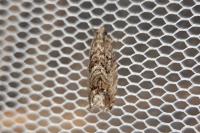 Cydia fagiglandana/splendana