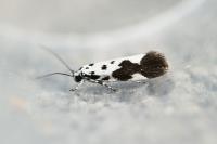 Ethmia quadrillella